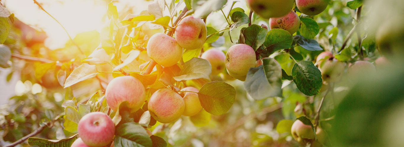 Fournier Cidre aus der Normandie