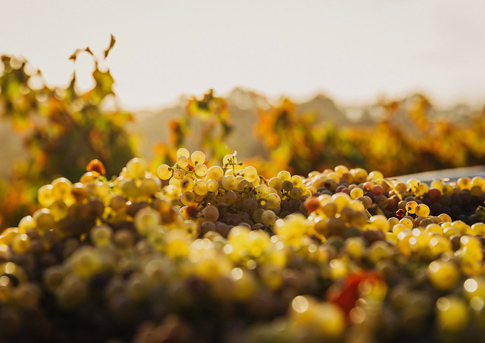 grauburgunder-und-riesling-weinprobe-braunschweig