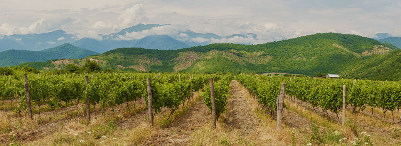 Wein aus Georgien