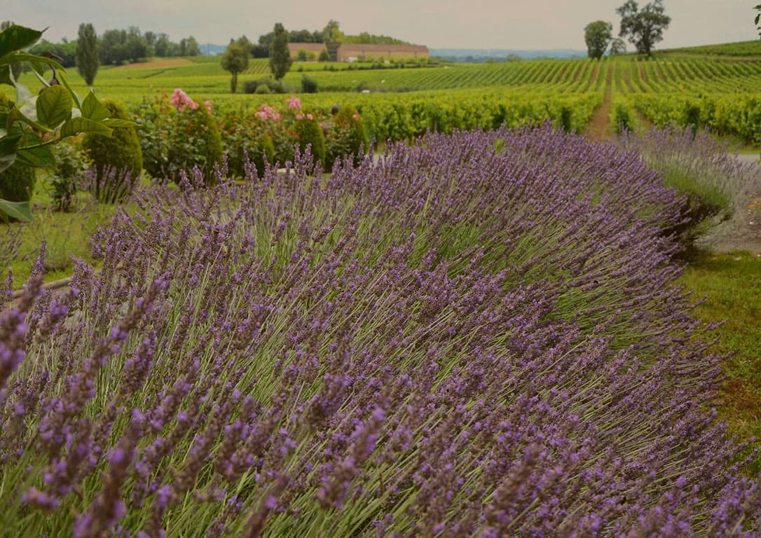 2026-07-02 | Weinprobe mit Käse "Südfrankreich" | Braunschweig 19 Uhr