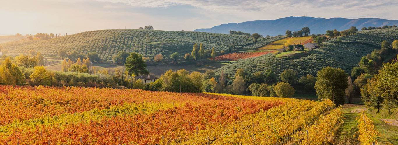 Wein aus Italien