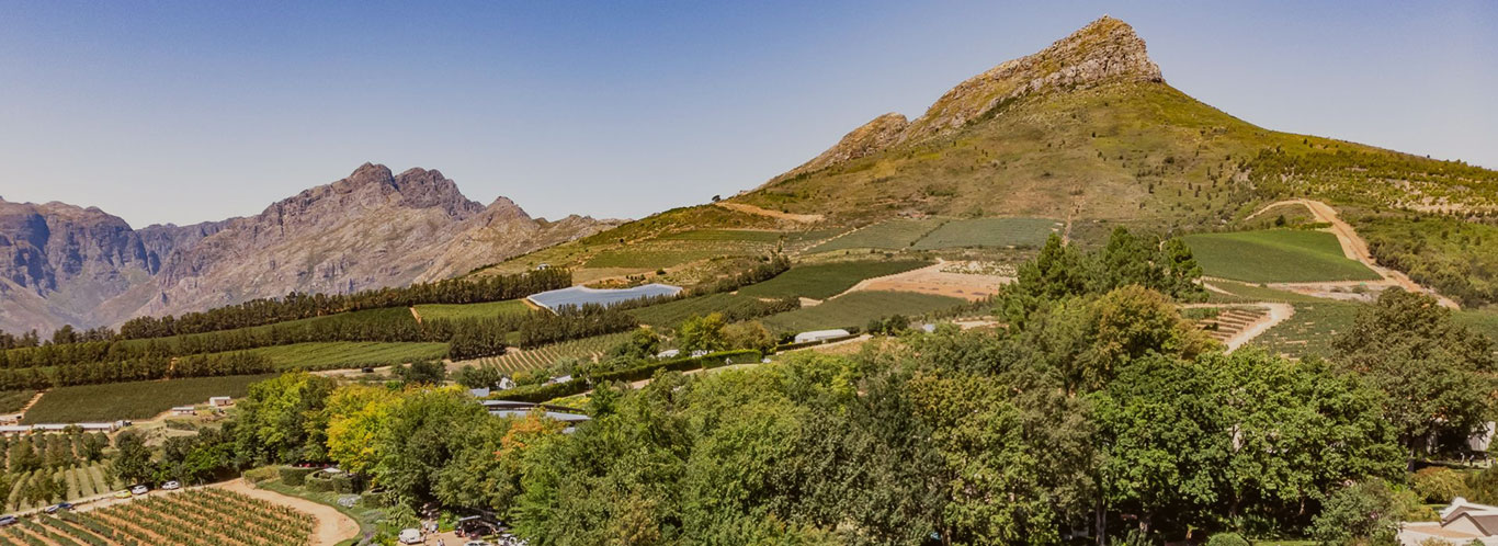 Wein aus Südafrika