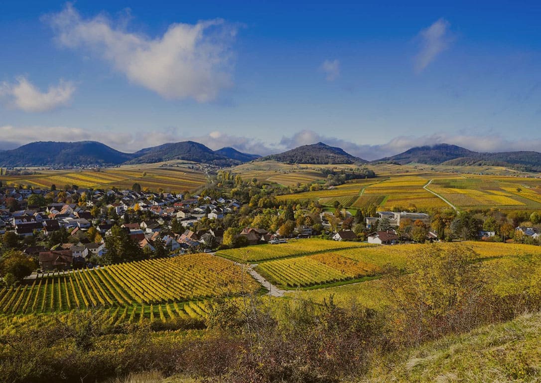 2026-09-10 | Weinprobe mit Käse "Pfalz" | Braunschweig 19 Uhr