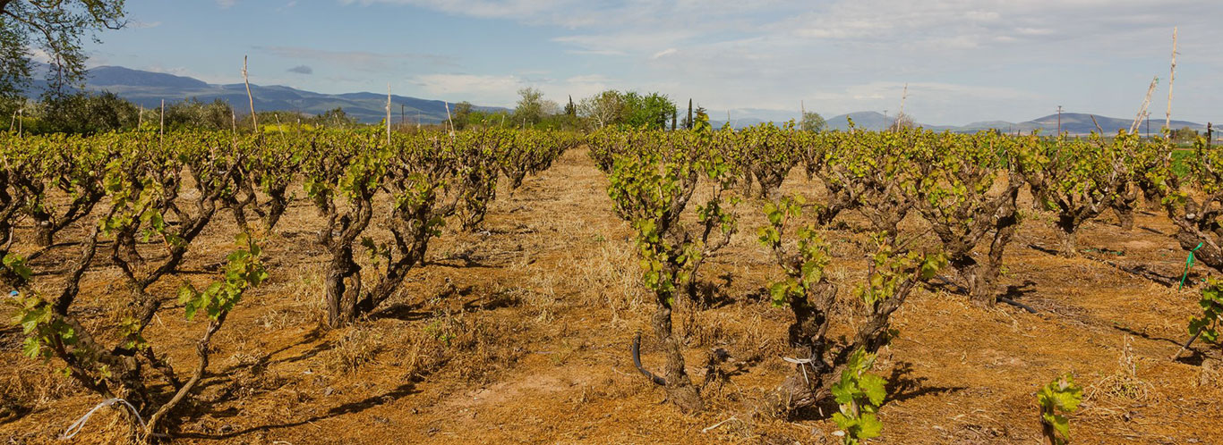 Wein aus Griechenland