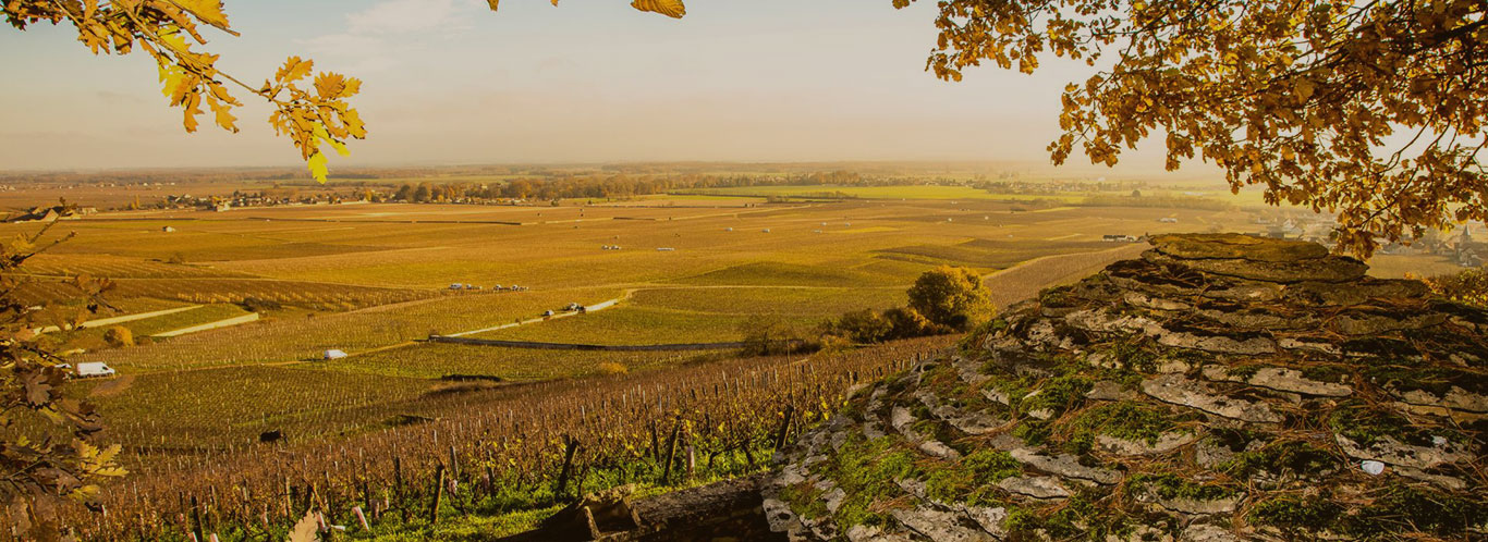 Wein aus Frankreich