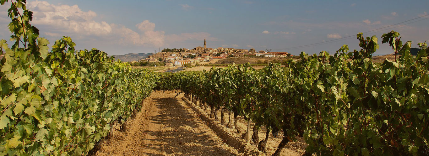 Wein aus Spanien