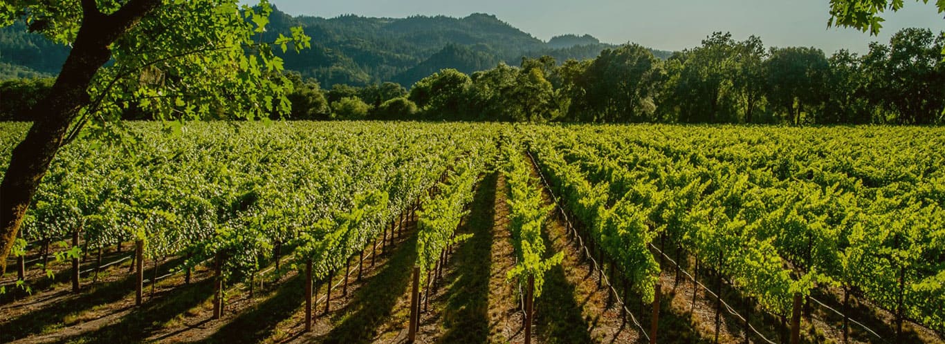 Wein aus den USA