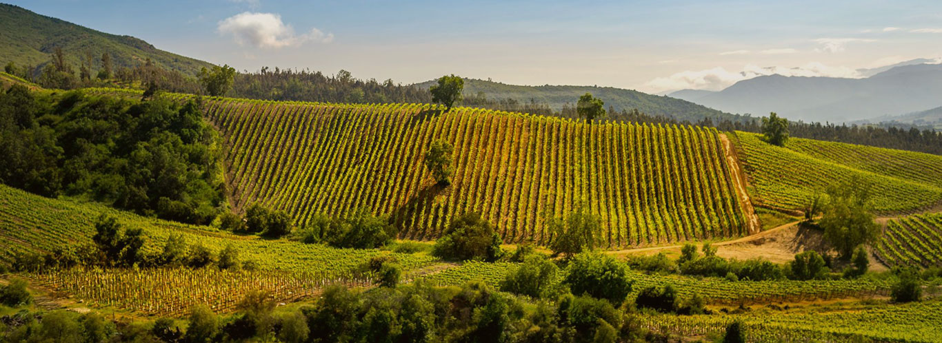 Wein aus Chile