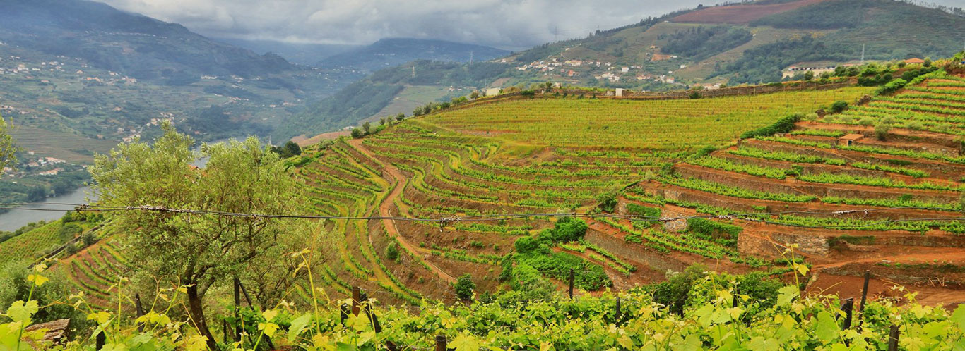 Wein aus Portugal