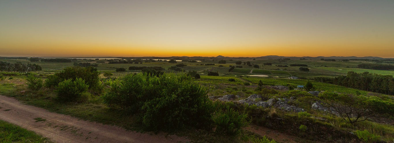 Wein aus Uruguay