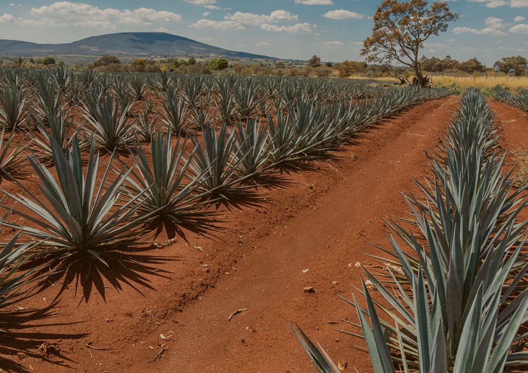 2026-05-22 | Agaven Tasting - Spirits of Latin America | Braunschweig 19 Uhr