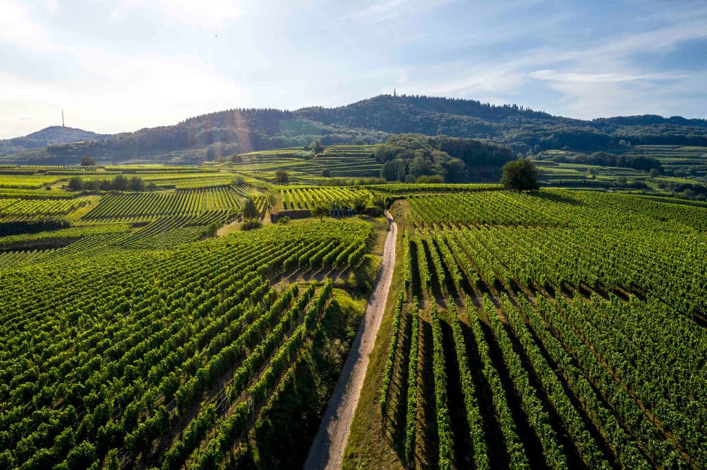 Weingut Kiefer