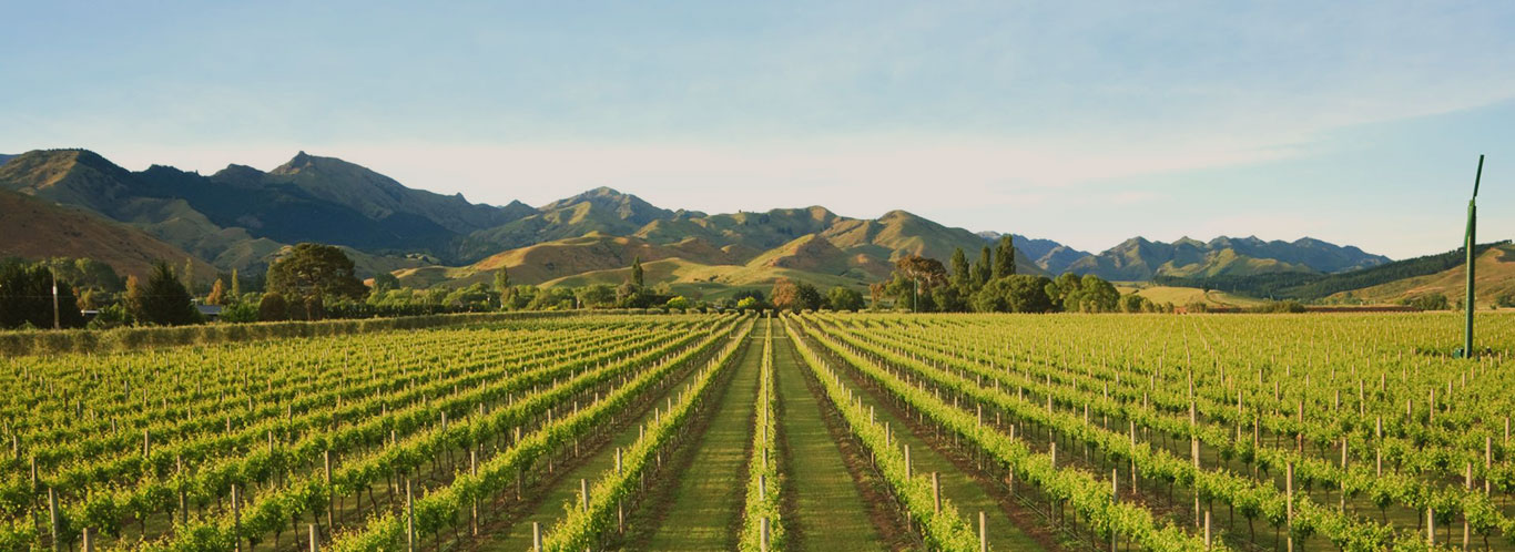 Wein aus Neuseeland