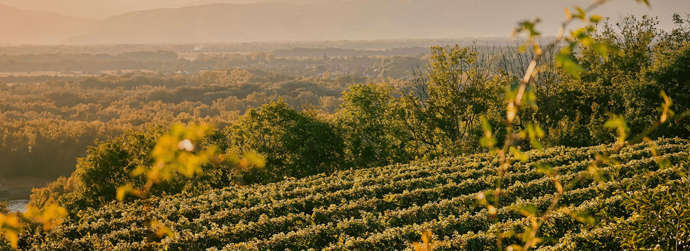 Wein aus Deutschland